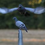 Come tenere lontani gli uccelli: 3 metodi facilissimi ed efficaci